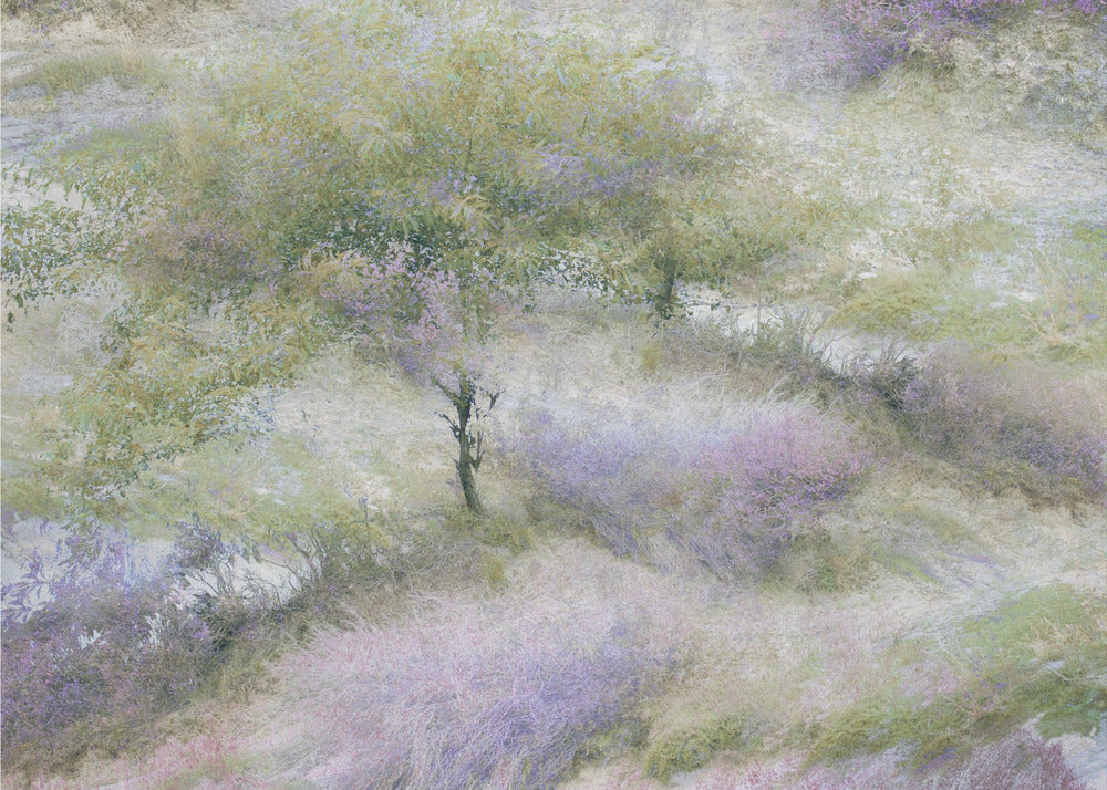 Bloeiende heide | Poster