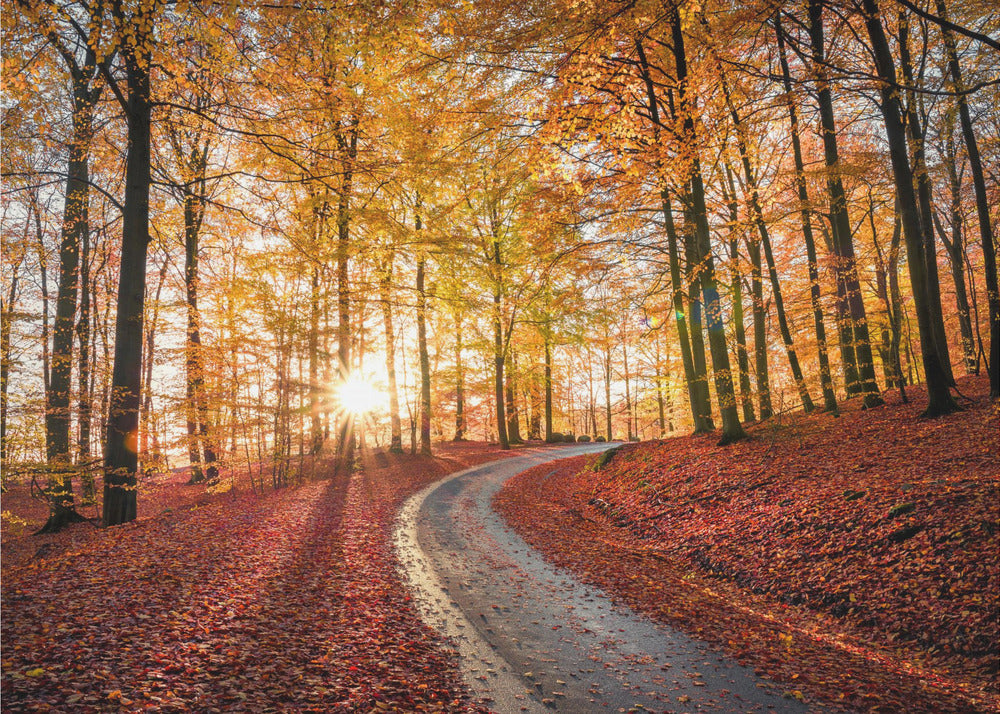 Weg in nationaal park Söderåsen, Zweden | Canvas