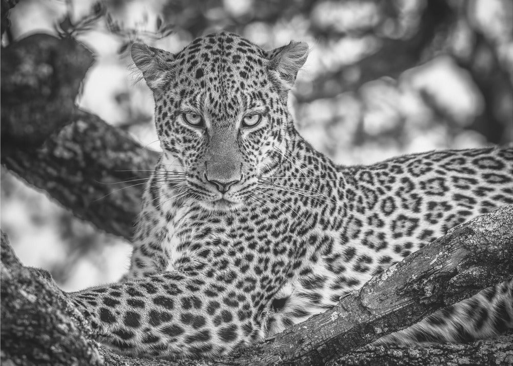 Monochrome schoonheid | Canvas