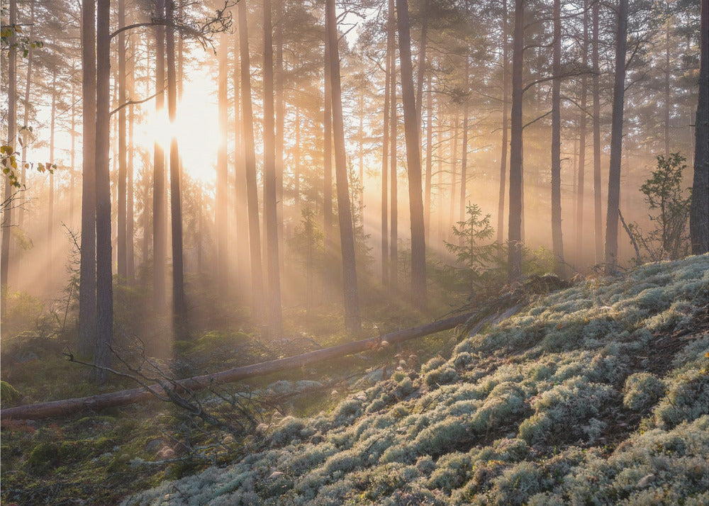 Mist in het bos met wit mos op de voorgrond | Achtergrond