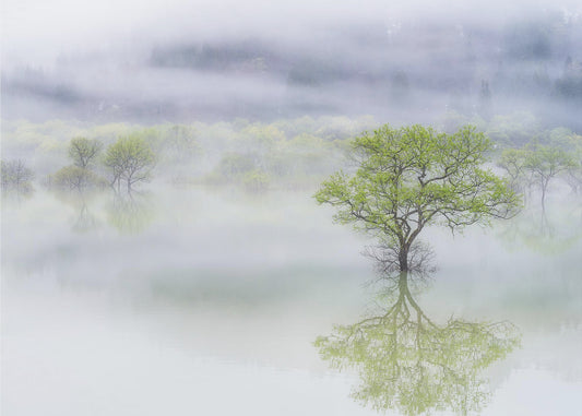 Dreamy tree | Canvas