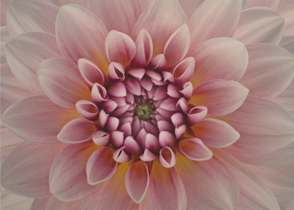 Blush | Canvas