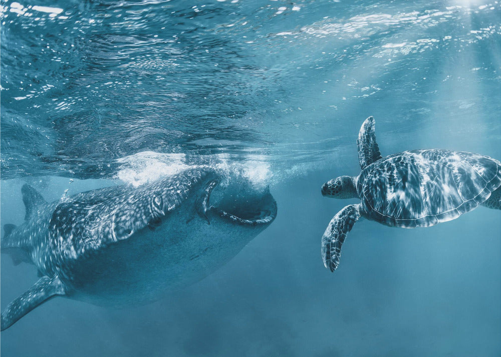 Eenmaal bij de oceaan | Poster