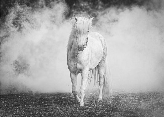 IJslandse pony | Achtergrond
