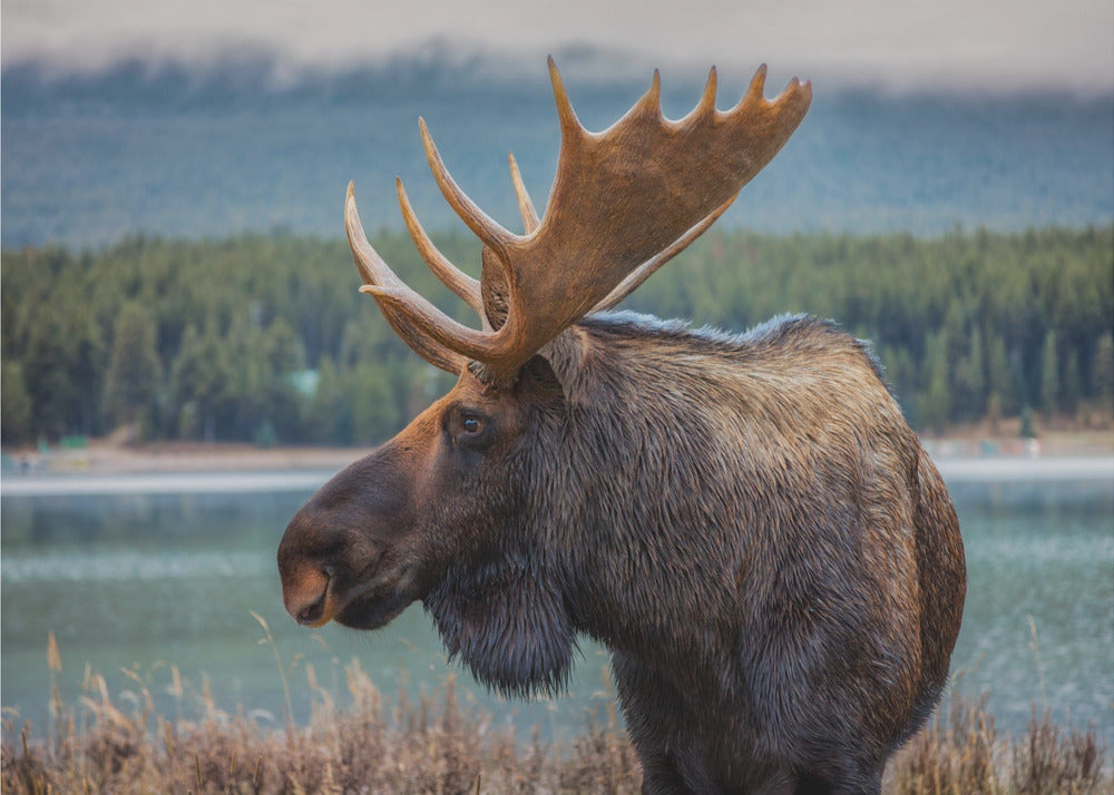 Eland | Behang