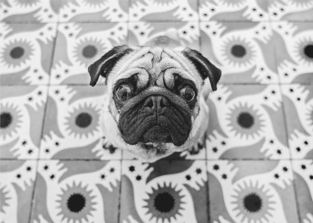 Vudú | Wallpaper