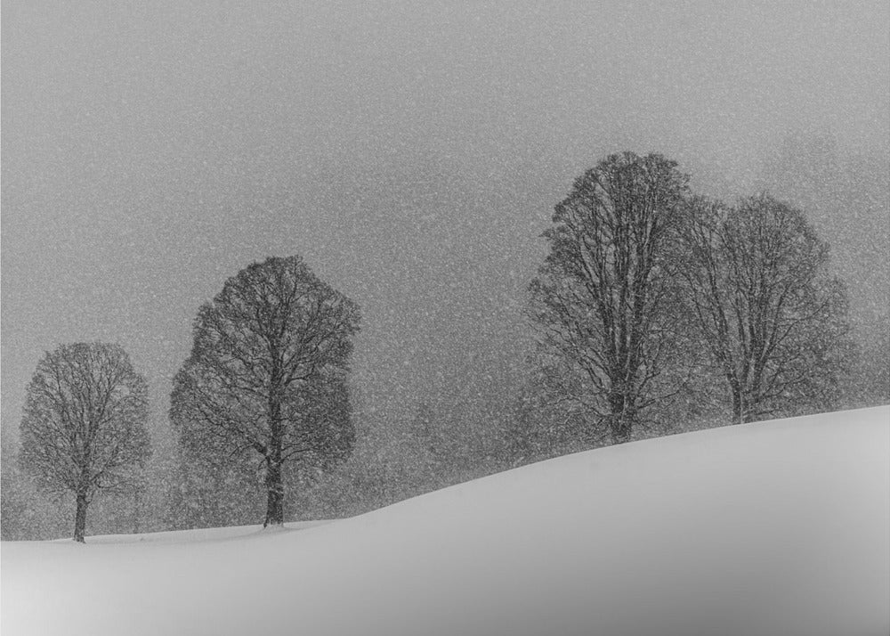 Sneeuwwitje | Behang