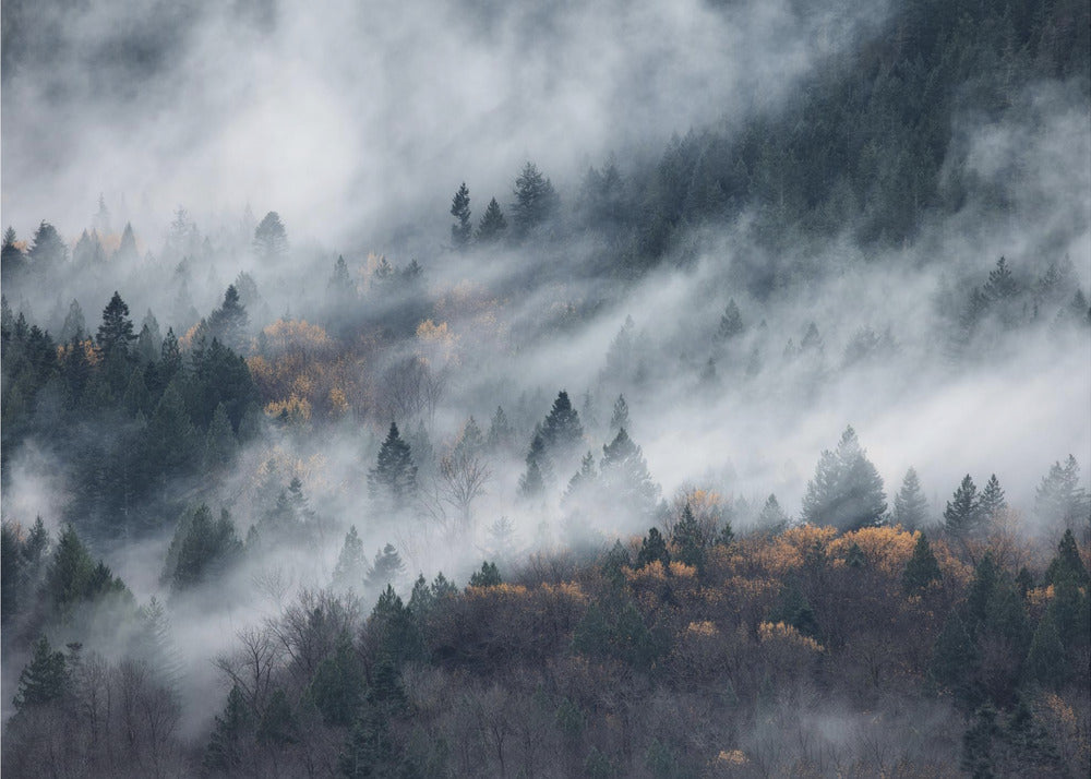 Een pad van de mist | Canvas