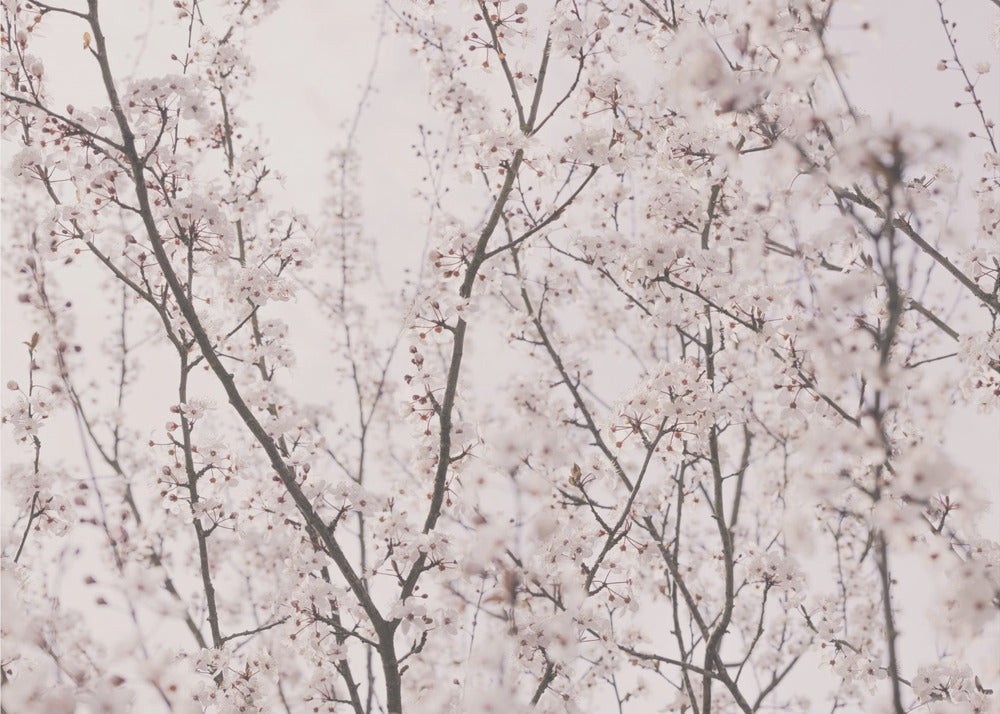 Lentebloesems | Canvas