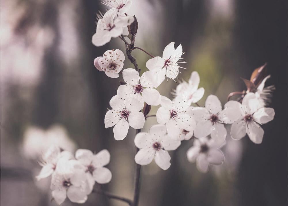 Bloesems | Canvas