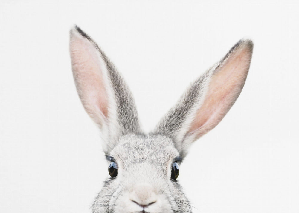 Glurende Bunny | Poster