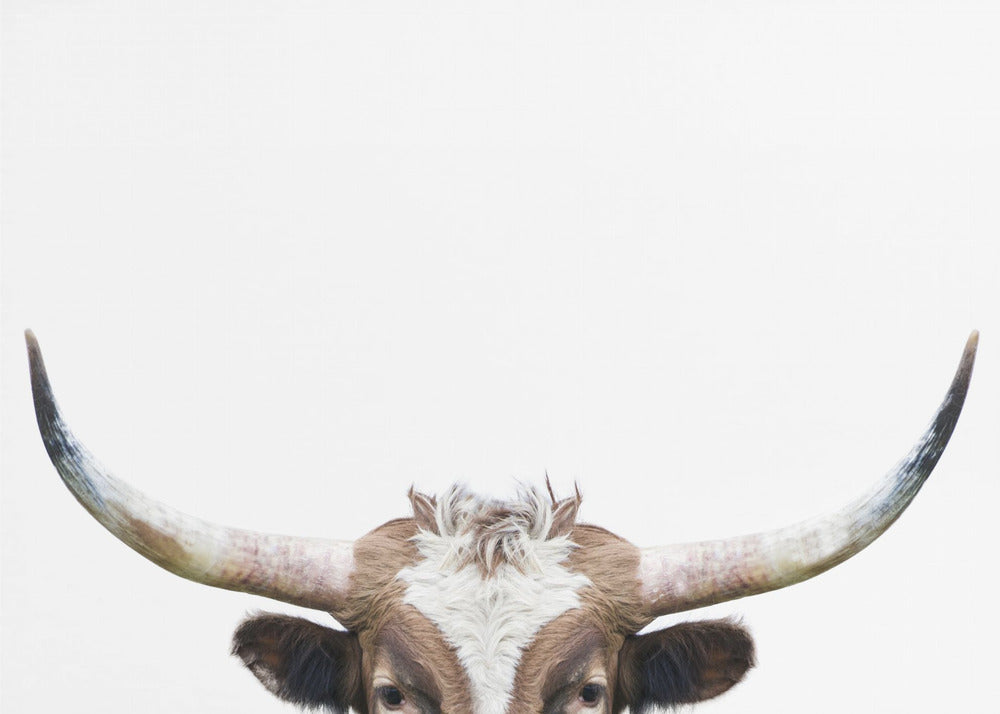 Glurende Longhornkoe | Canvas