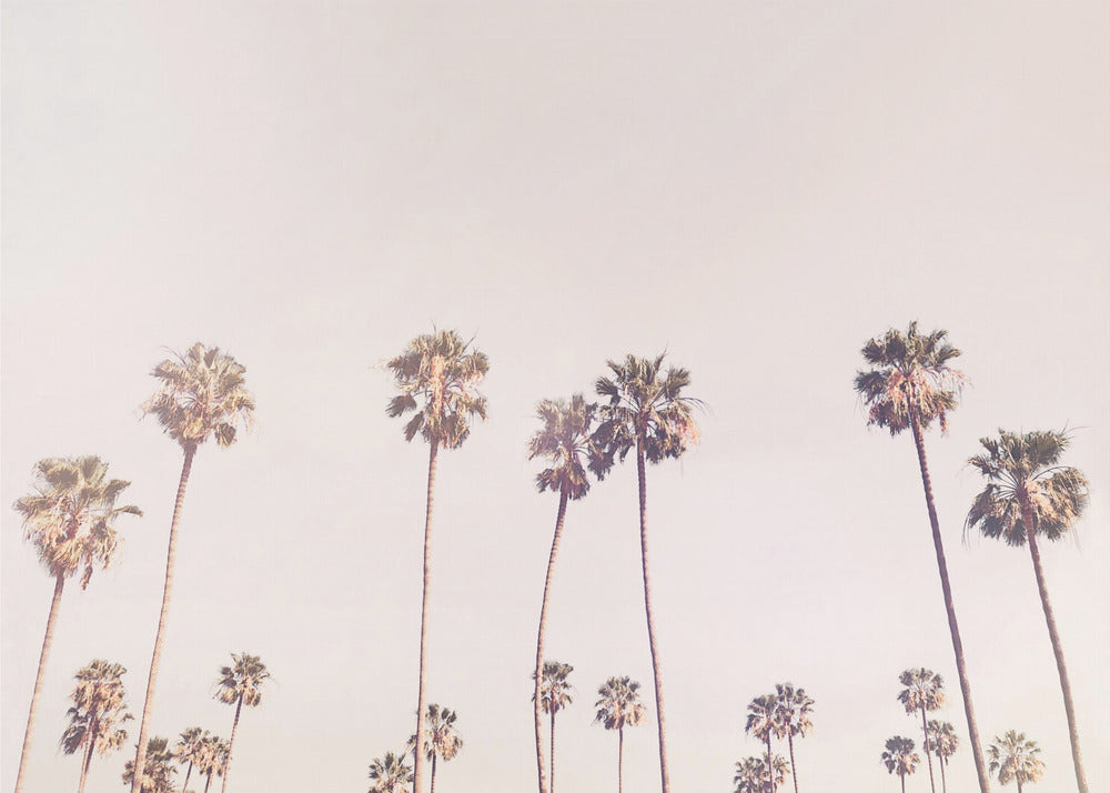 Zonnige Californische palmbomen | Canvas