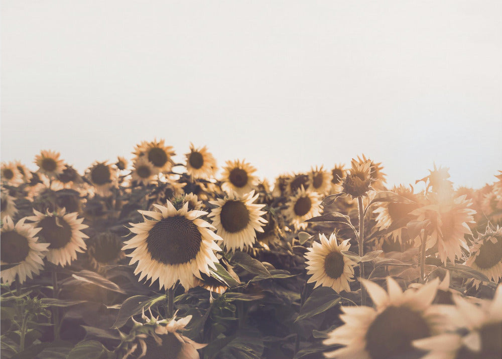 Zonnebloemen | Poster