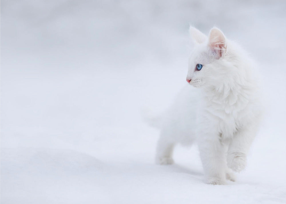 Wit als sneeuw | Canvas