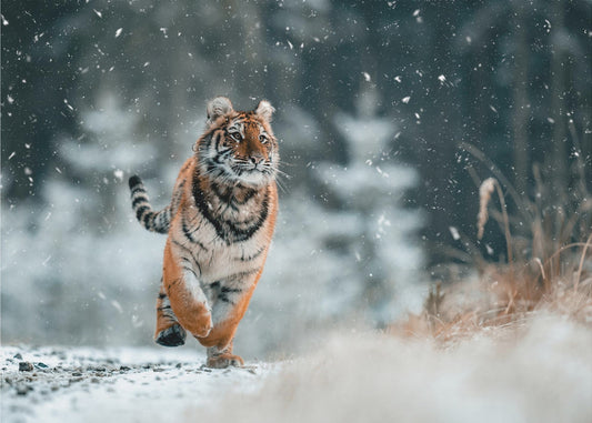De Siberische tijger | Achtergrond