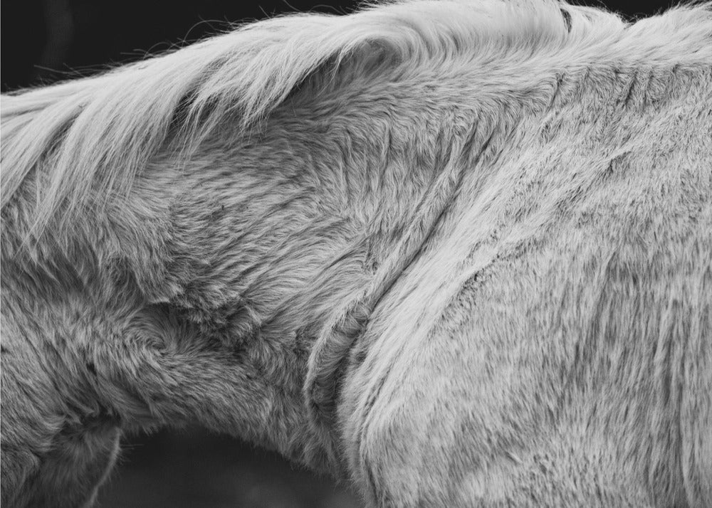 Paard II | Achtergrond