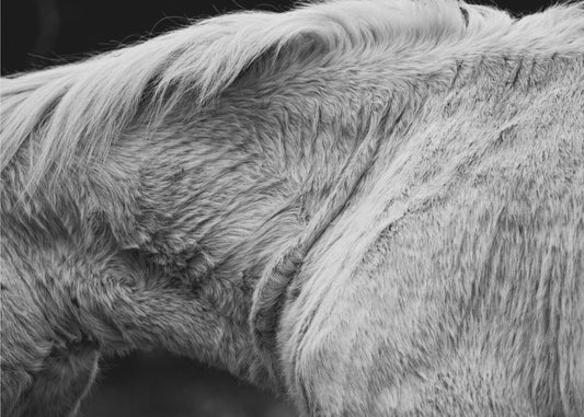 Paard II | Achtergrond