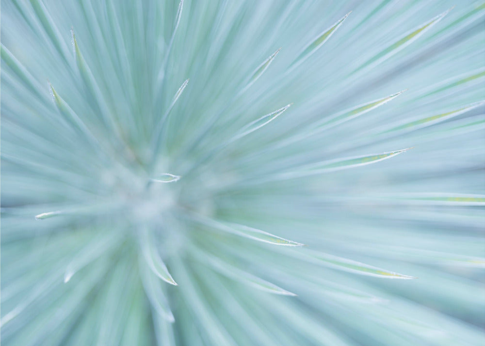 Soft Spikes | Canvas