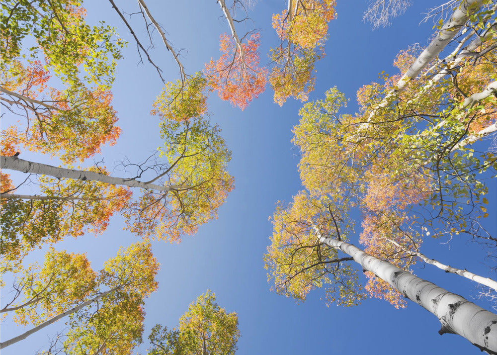 Herfstberken | Behang