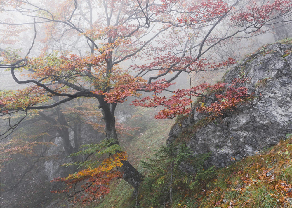 Foggy Woods | Poster