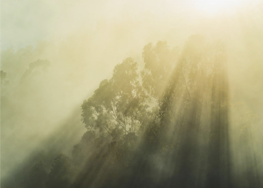 Foggy Woods III | Achtergrond