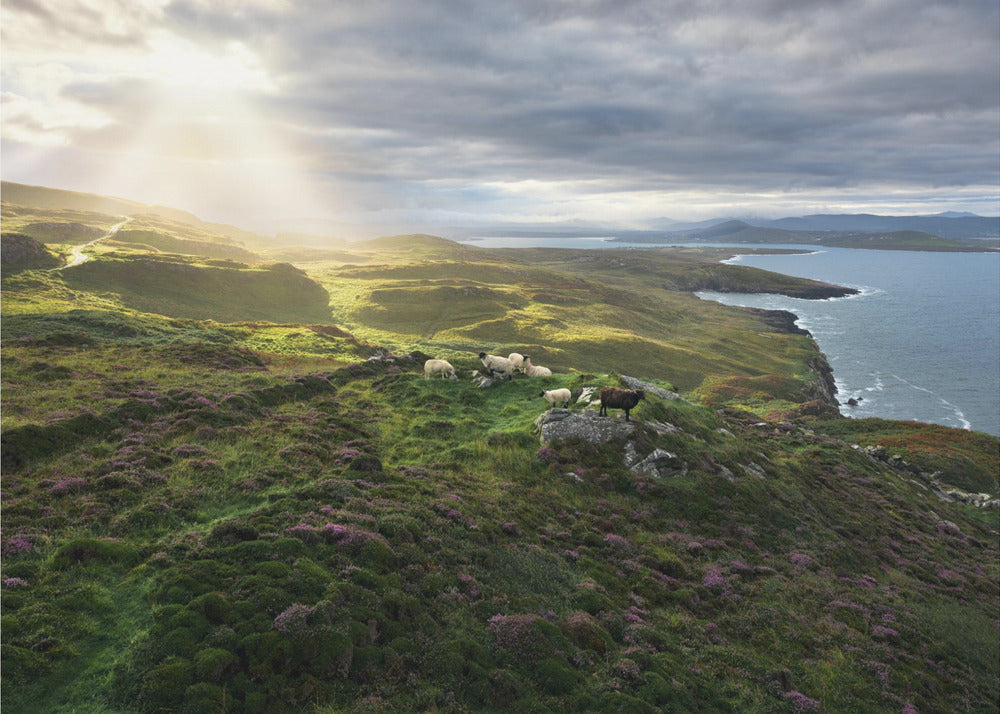Goedemorgen Ierland | Achtergrond