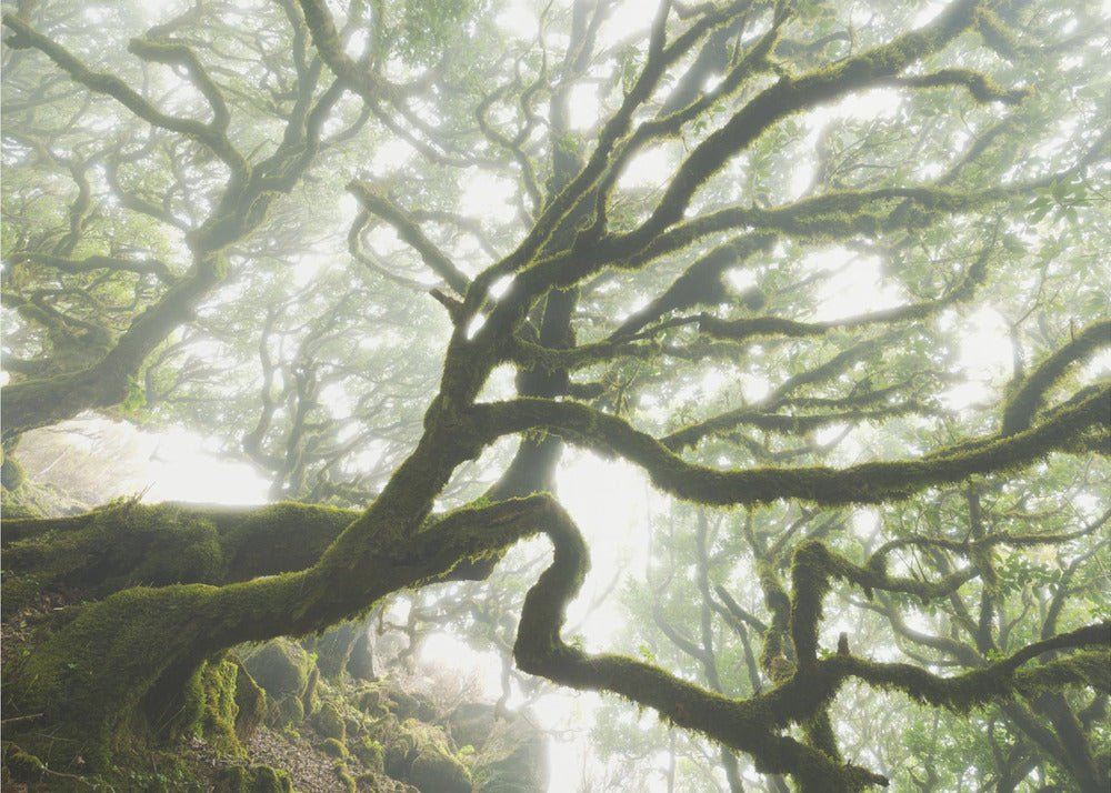 Magisch moment | Poster