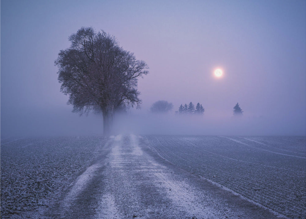 Moonlit Path | Canvas