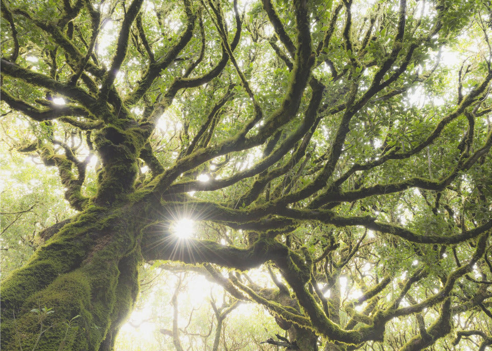 Groene Ster | Behang