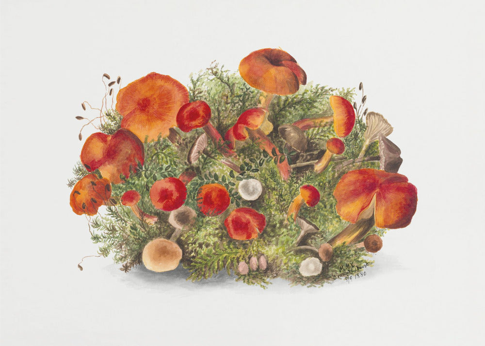 Studie van paddenstoelen (1880) Horizontaal | Poster