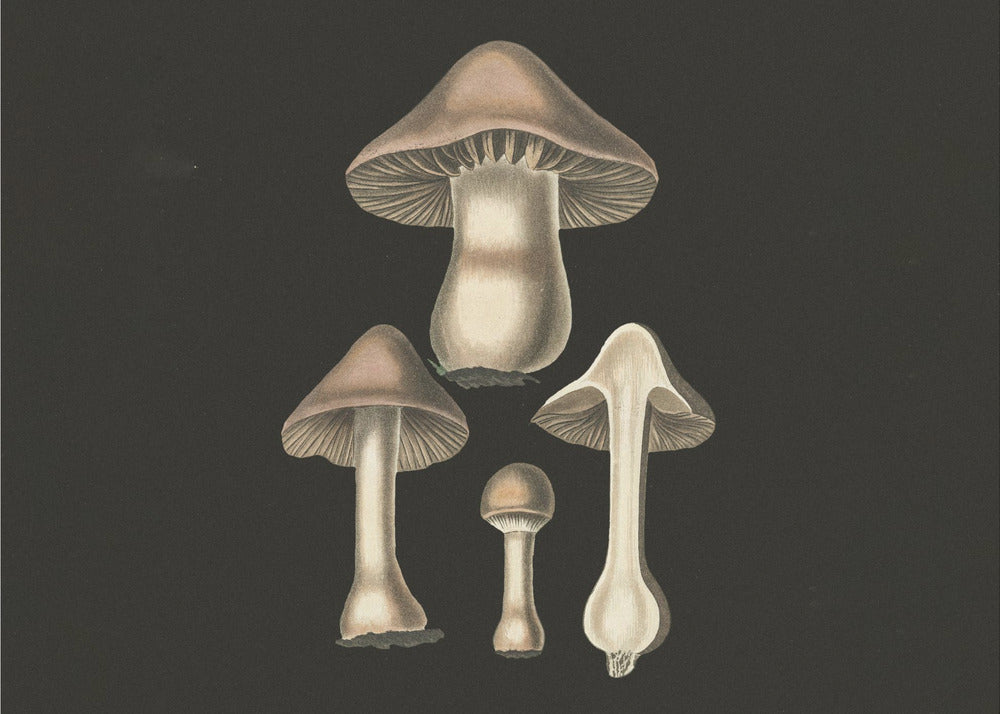 Agaricus Bulbosus Dark Background | Poster