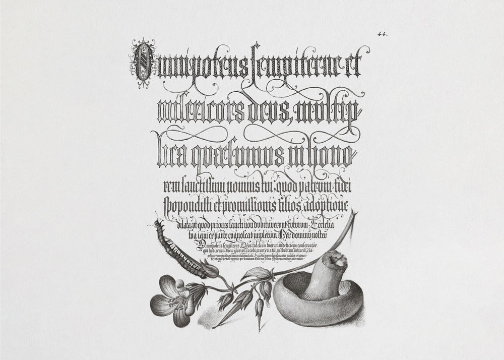 Duizendpoot, bosooievaarsbek en paddenstoel Bw horizontaal | Poster