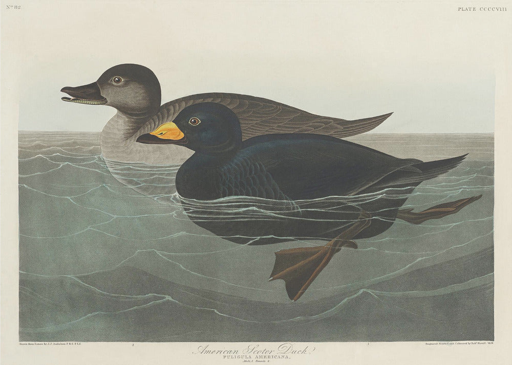 Amerikaanse zee-eend uit Birds of America (1827) | Canvas