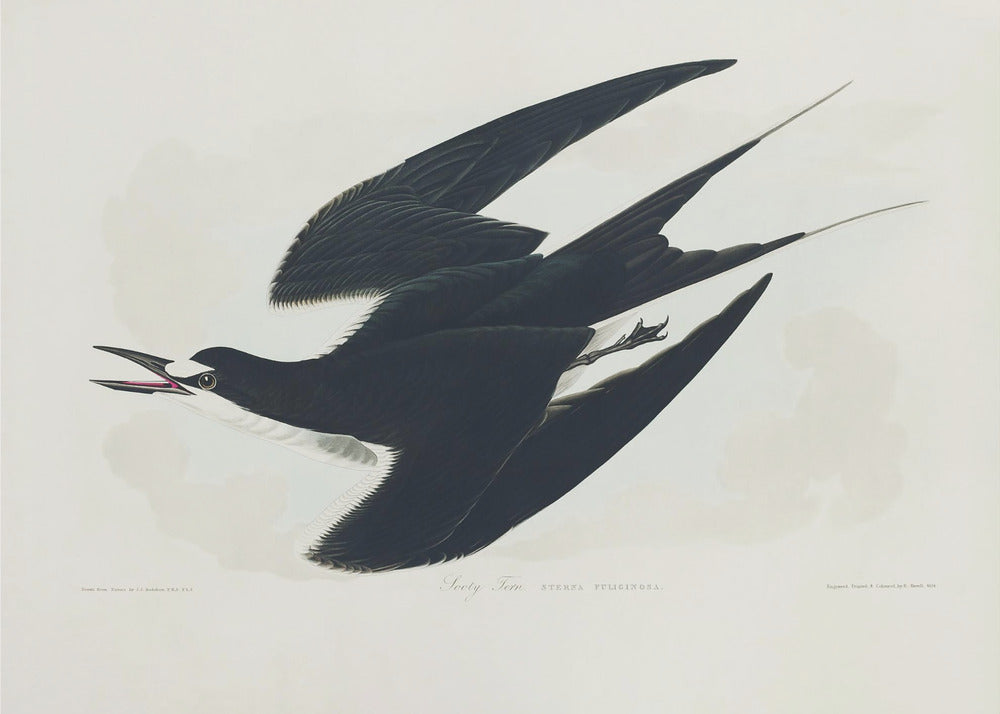Bonte stern uit Birds of America (1827) | Canvas