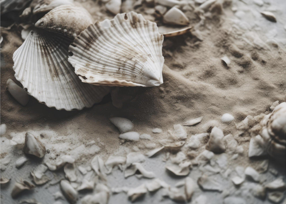Seashell Serenity | Behang