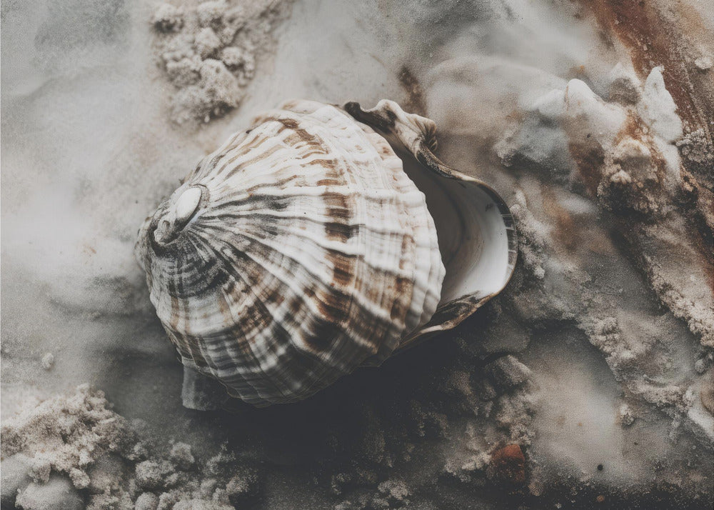 Seashell Serenity | Behang