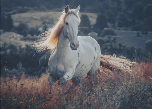 een kort verhaal over zonsopgang | Poster