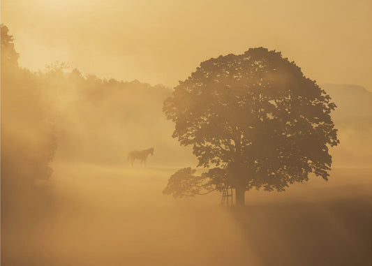 herfstochtend | Canvas
