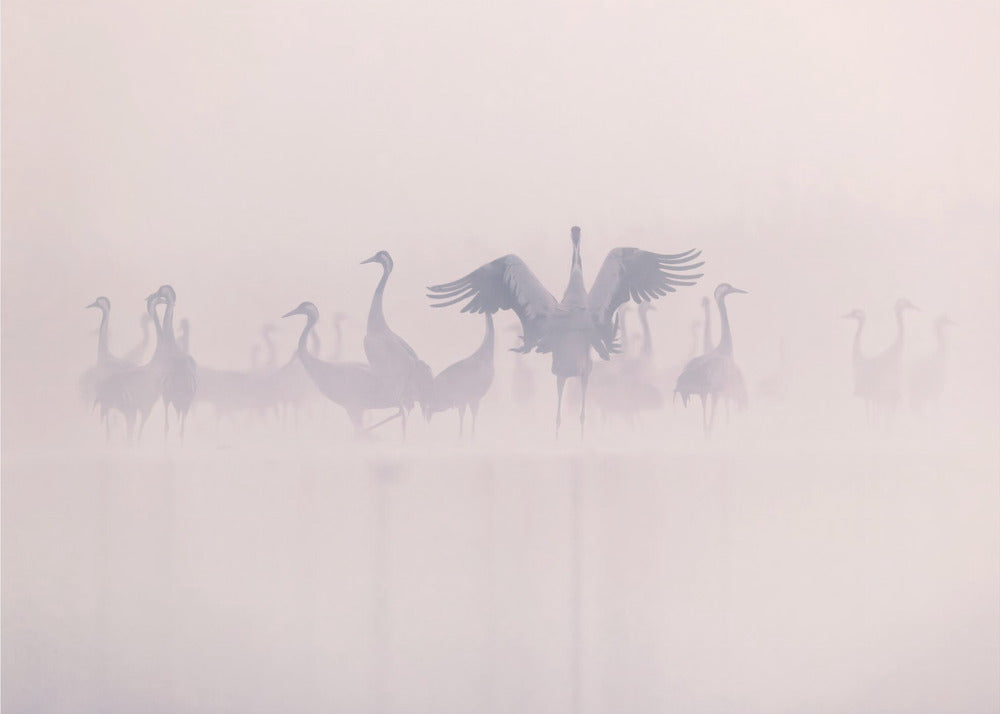 Kraanvogels in de ochtendmist | Achtergrond