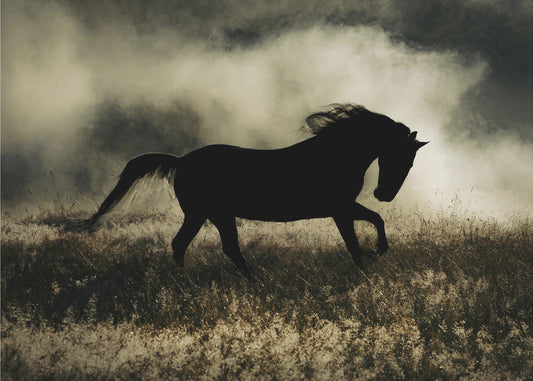 een kort verhaal over de ochtendglorie | Poster