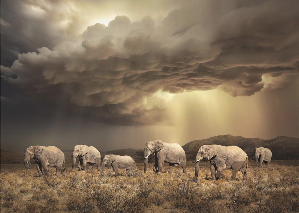 Gratis Olifanten | Poster