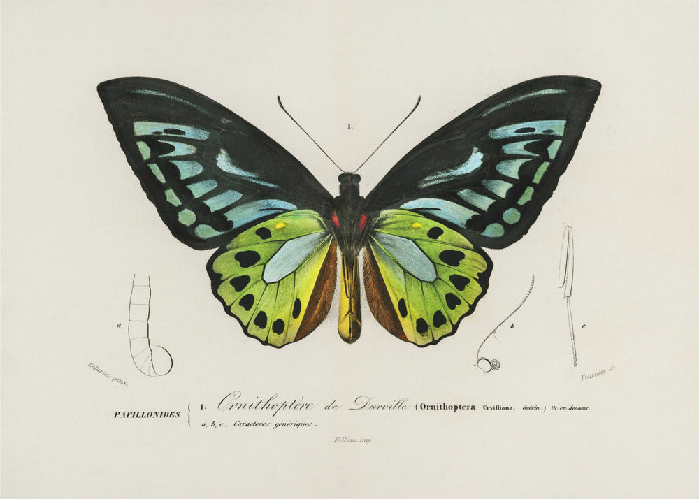Groene vogelvleugelvlinder | Poster