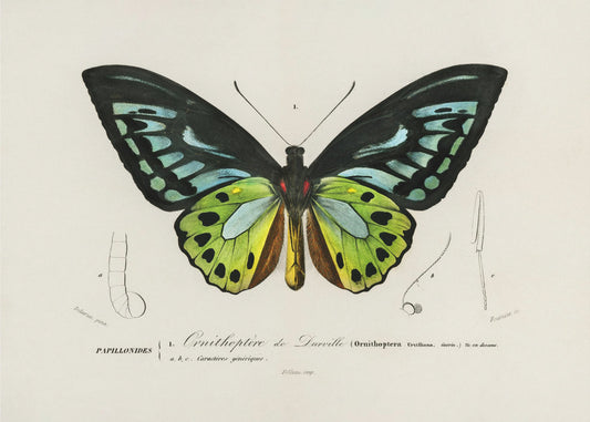 Groene vogelvleugelvlinder | Canvas
