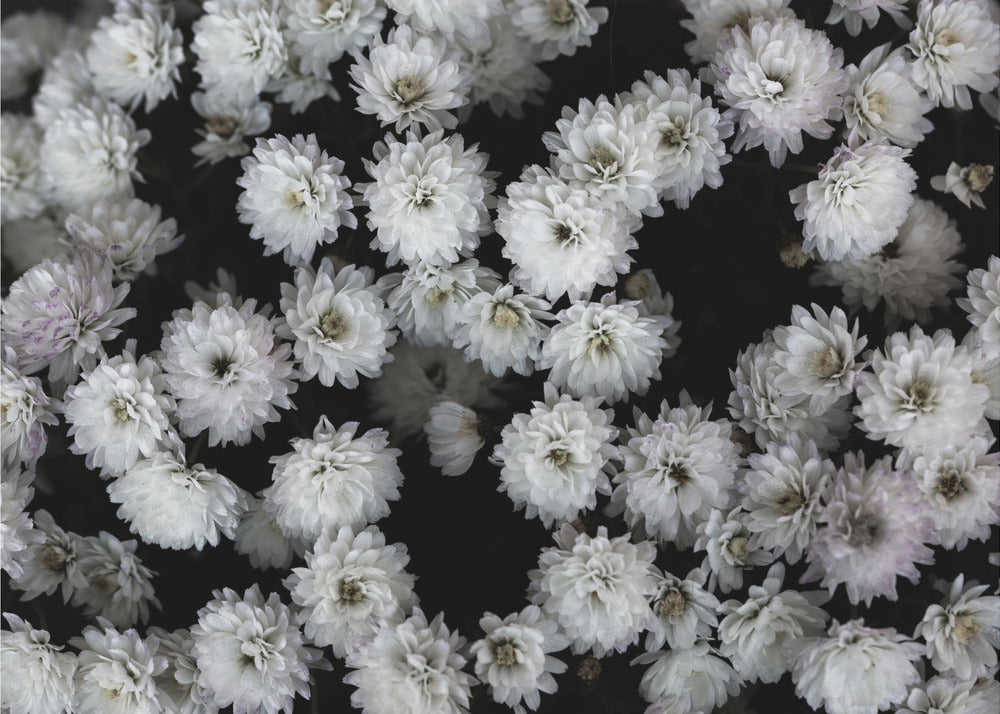 Tiny Flowers 3 | Poster