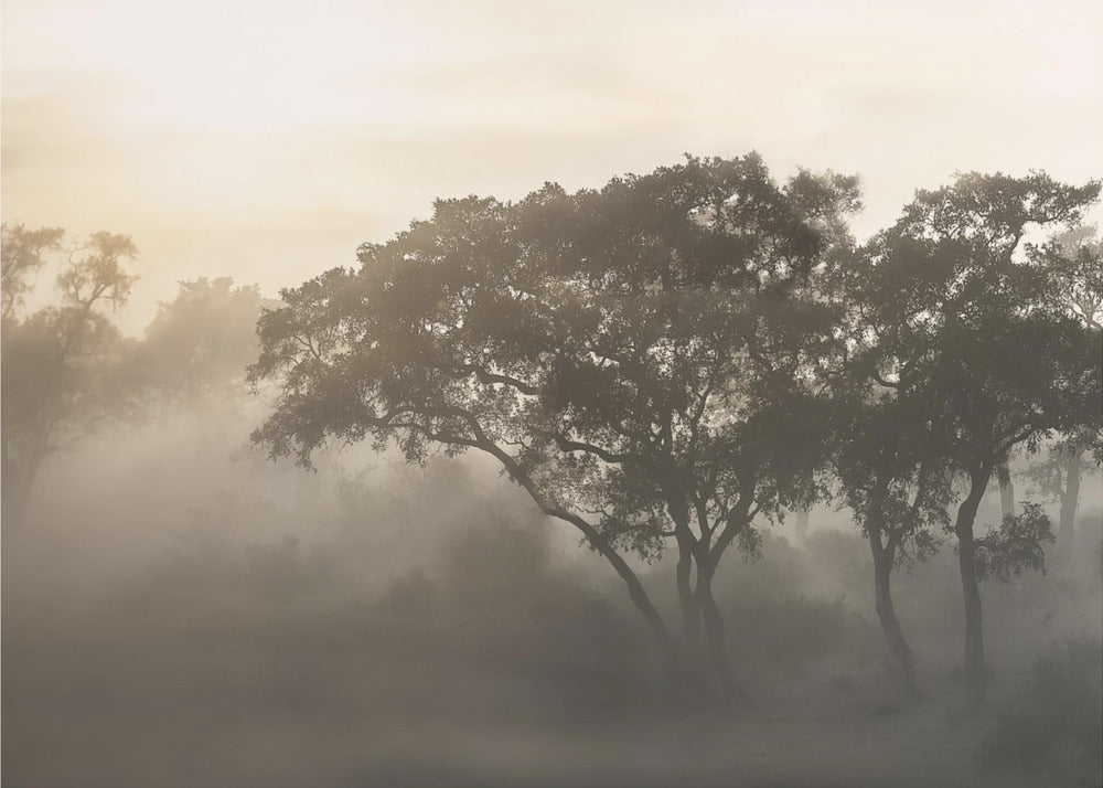 SAVANA SUNRISE | Poster