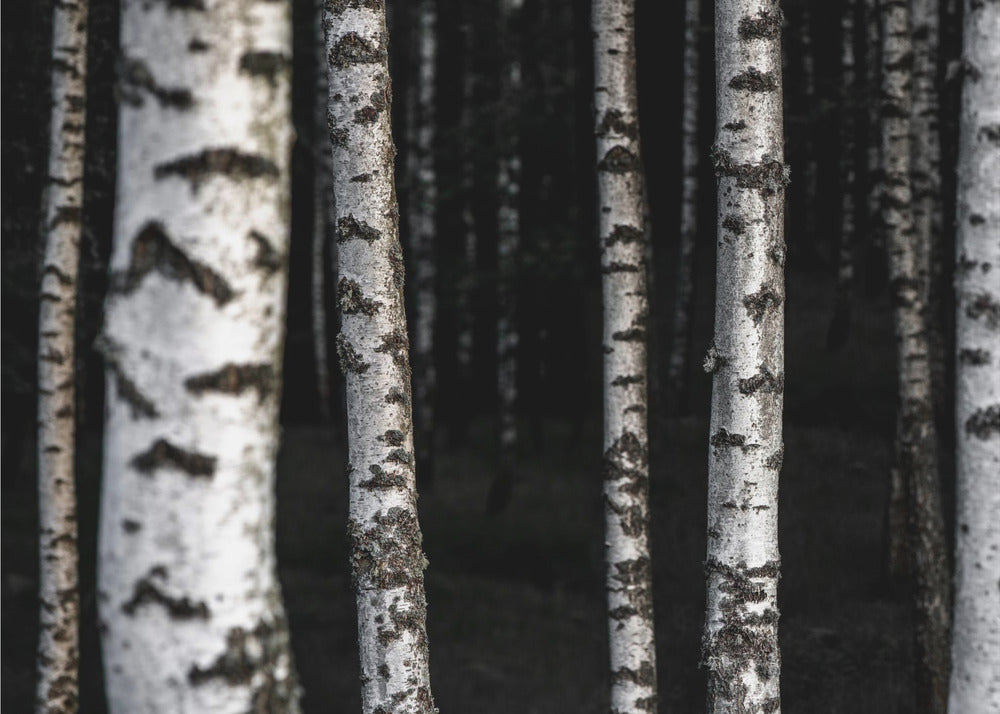 Berkenbomen 8 | Poster