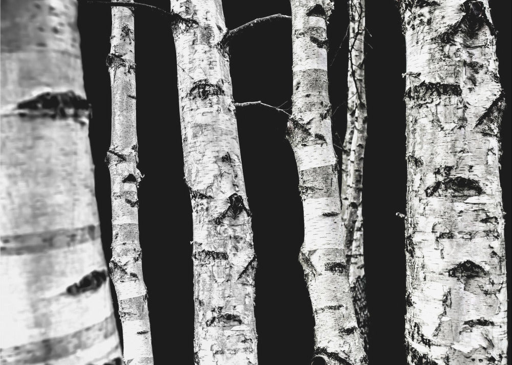 Berkenbomen | Poster