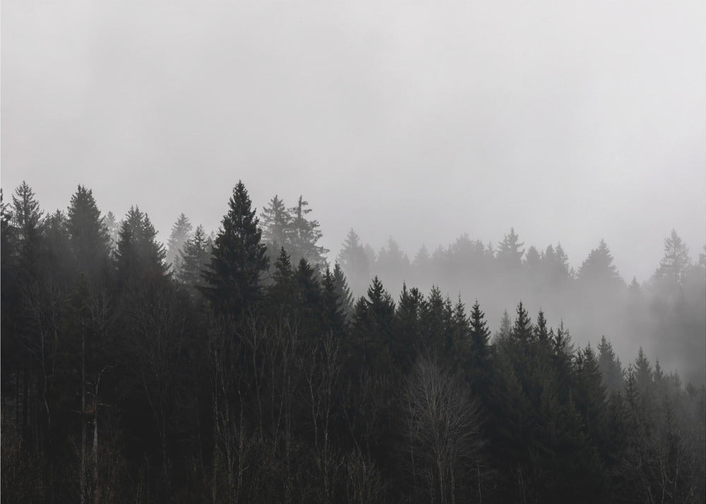 Mistige bossen 7 | Canvas
