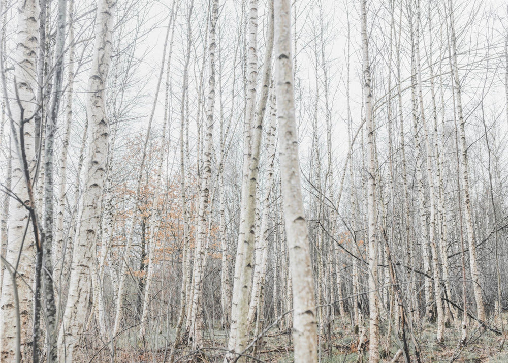 Berkenbomen 9 | Canvas